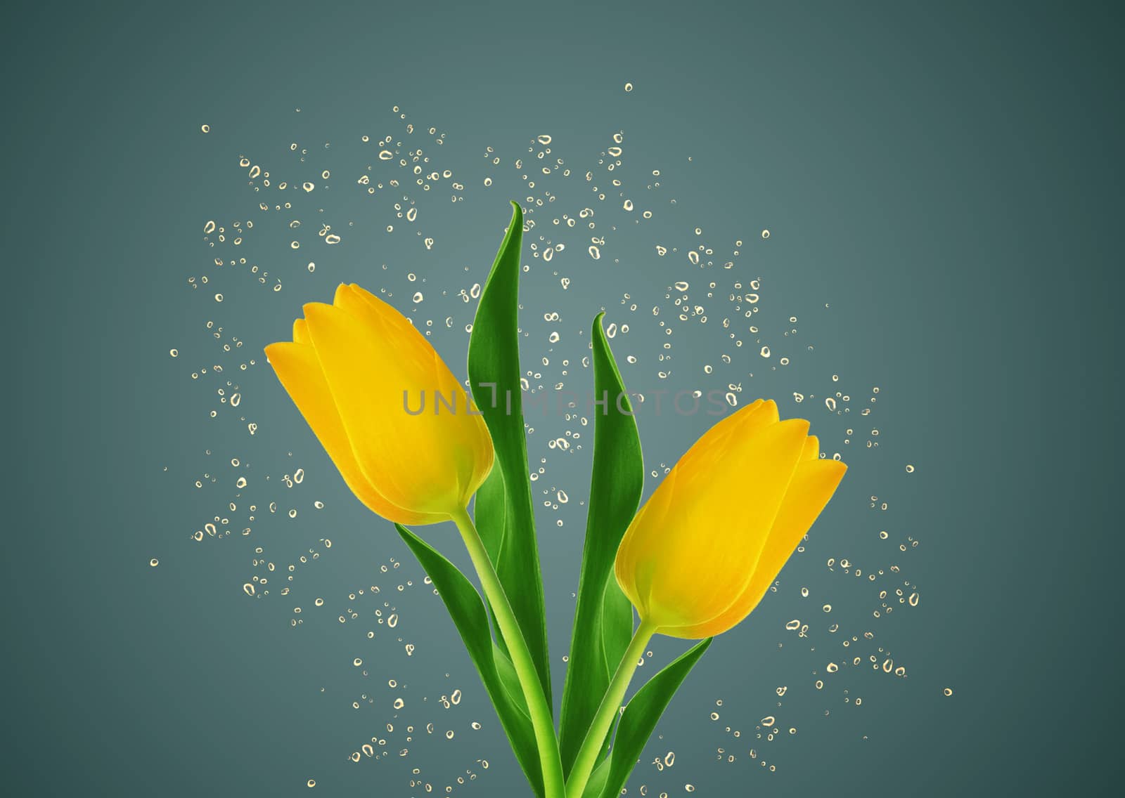 yellow spring tulips with water drops around