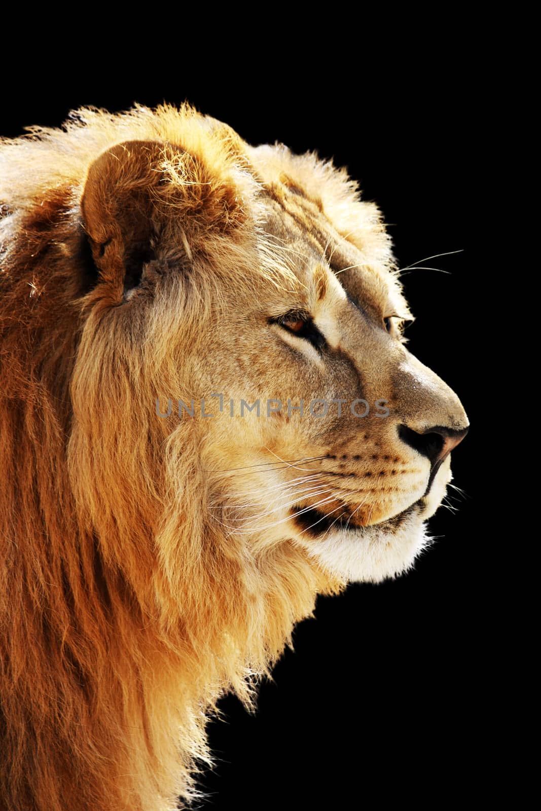 Big beautiful lion portrait isolated on the black