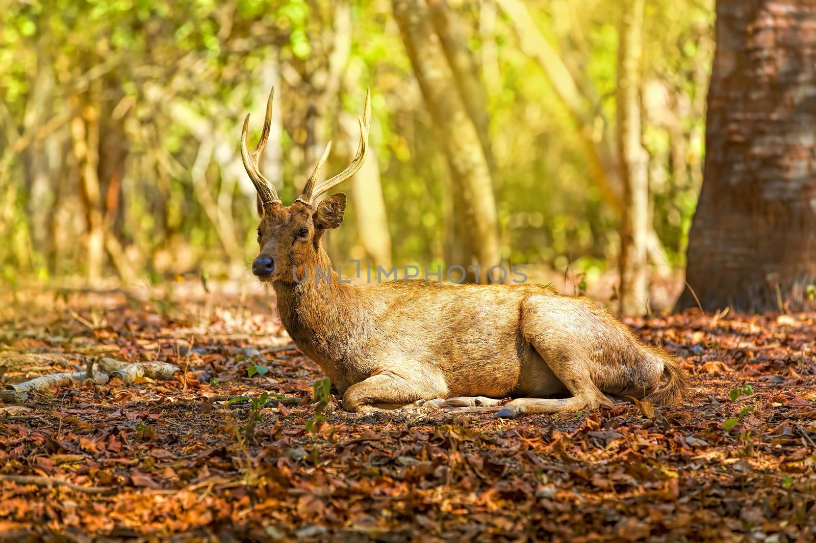 A deer lying in the wilderness of Komodo national park