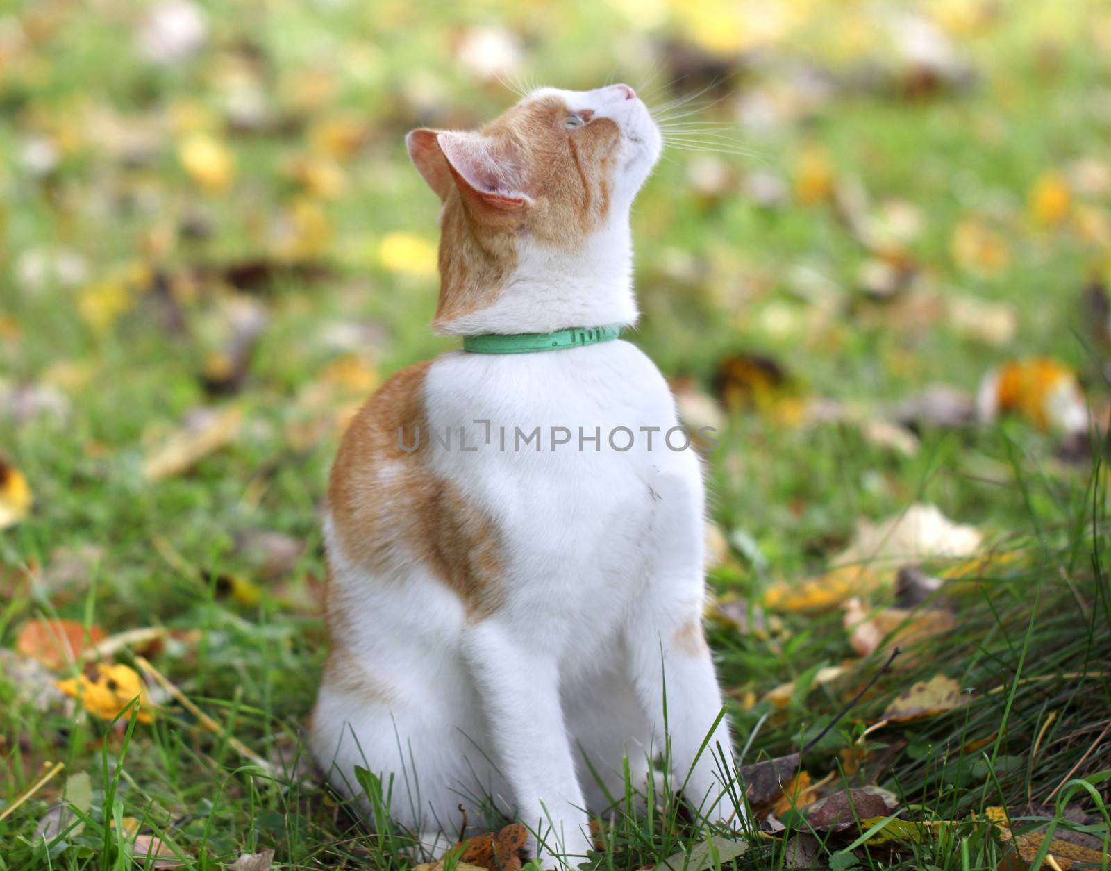 Portrait of a beautiful red cat