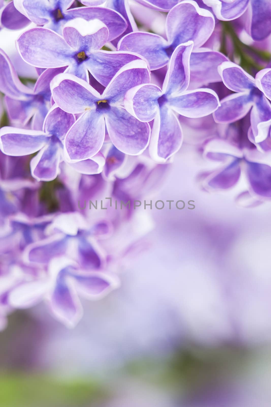 Blooming lilac flowers. Abstract background. Macro photo.