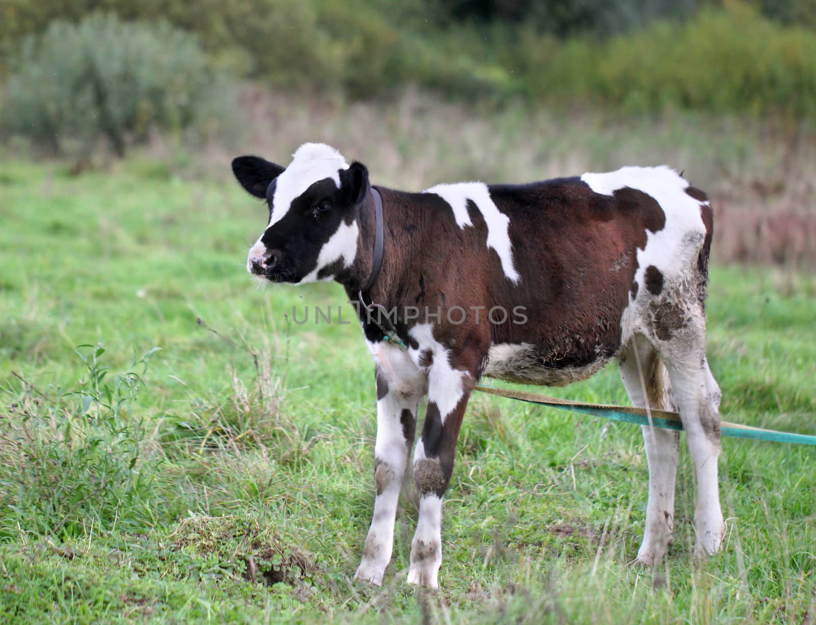 A young bull standing in a field