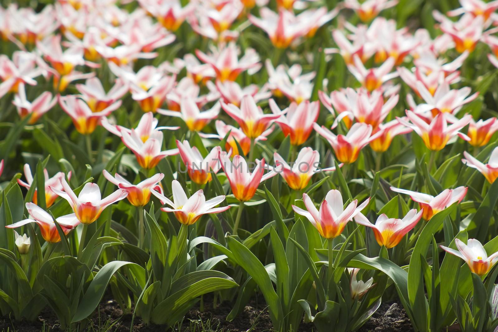 Beautiful tulips in Keukenhof Garden