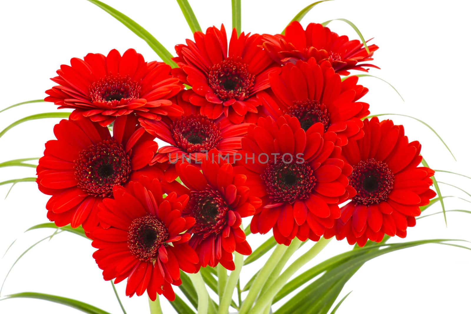 gerbera flowers