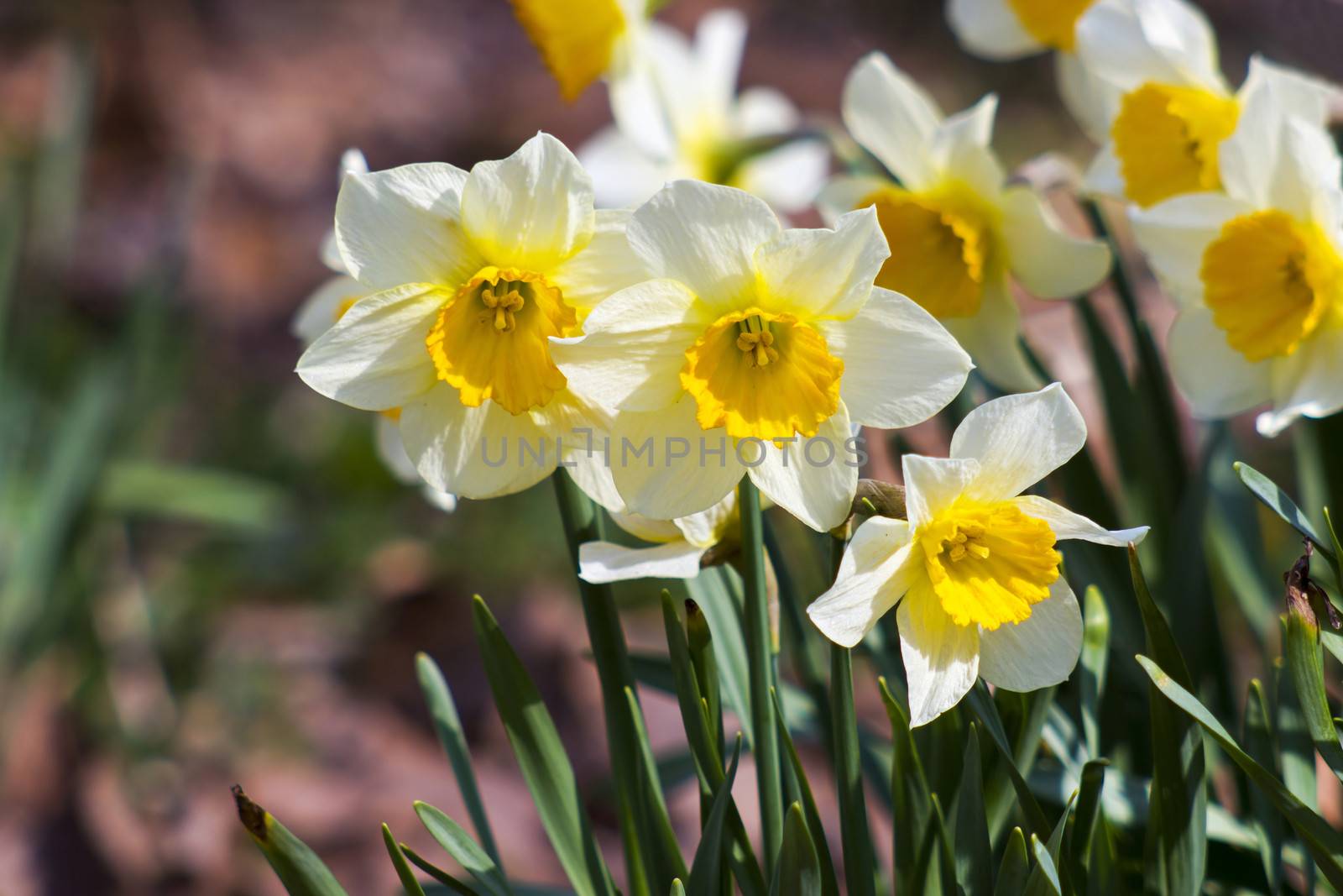 white daffodils in the park, springtime