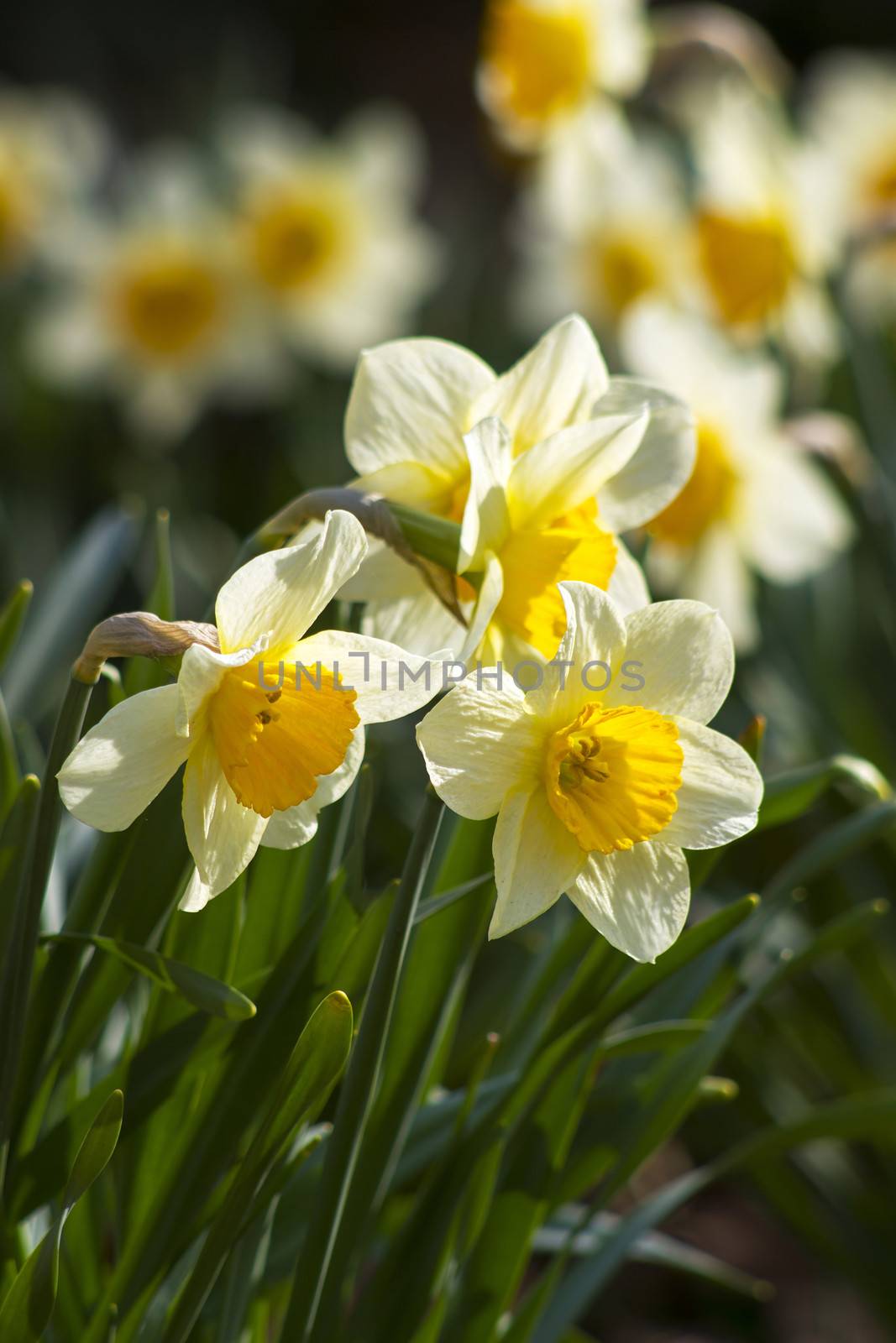 white daffodils in the park, springtime