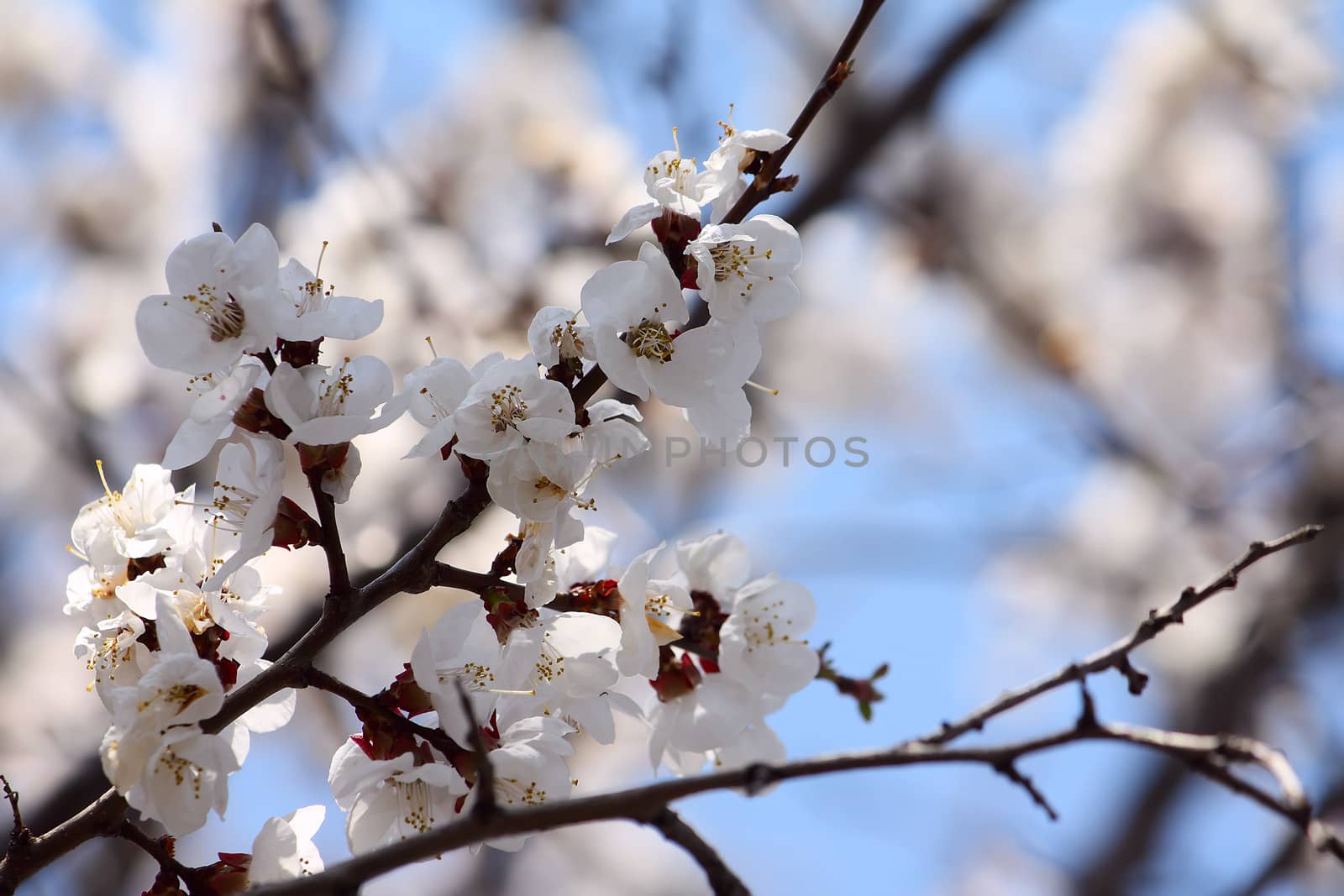 Branch of a white flowering apricots with a sunlight