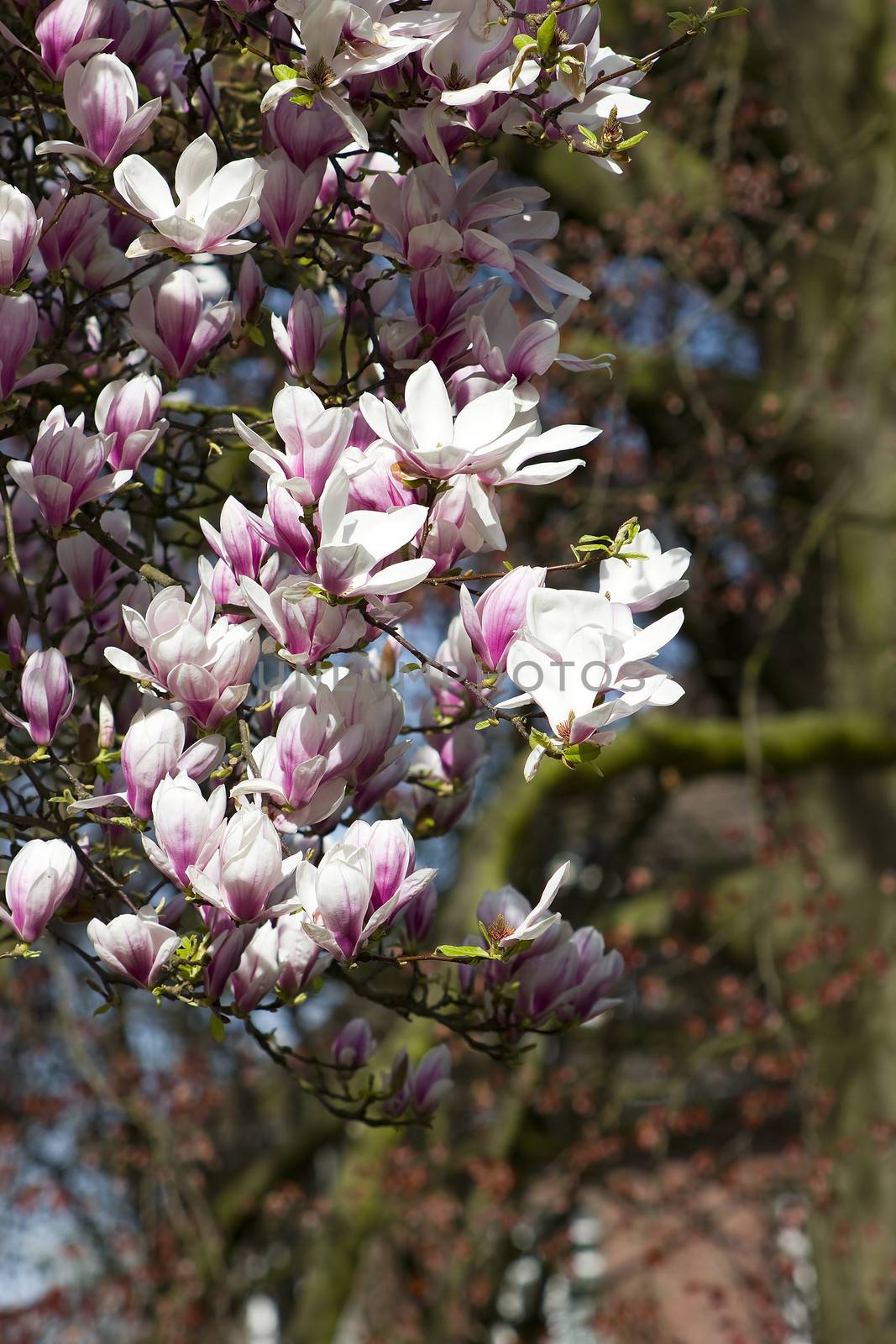 blooming magnolia tree by miradrozdowski