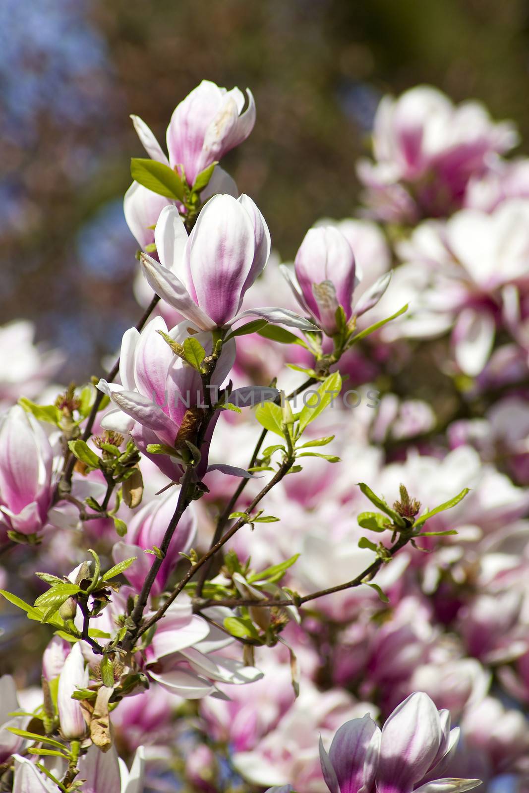 blooming magnolia tree