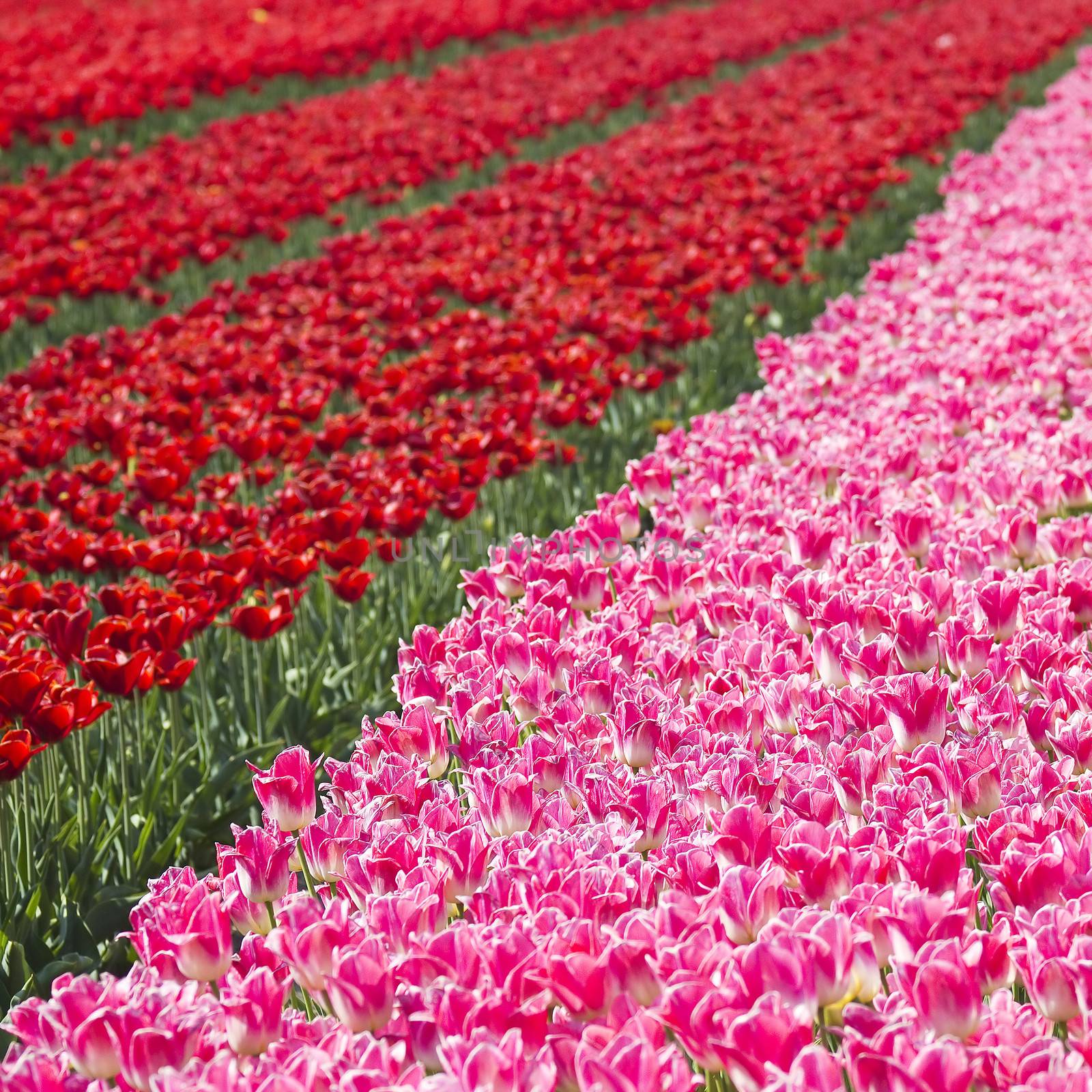 tulip field in the Netherlands by miradrozdowski