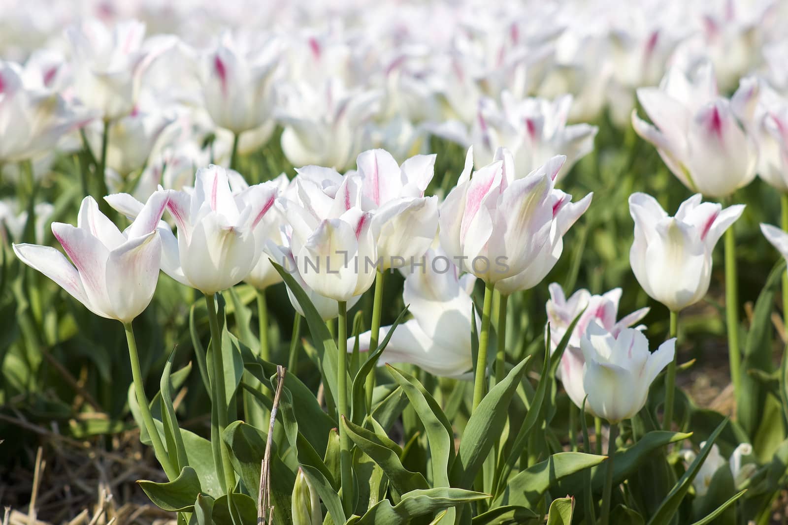 A spring field with white tulips in the Netherlands