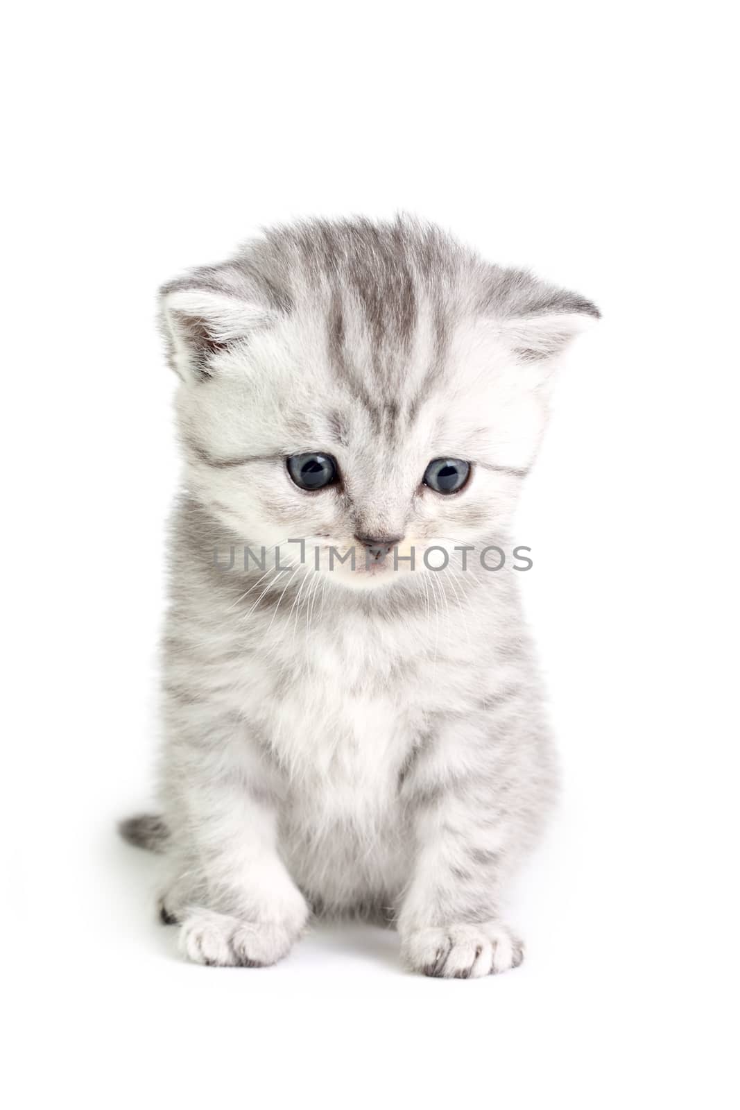 Little british kitten isolated on the white