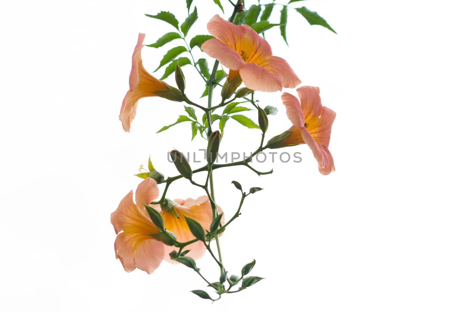 Orange flower with green leaves isolated white