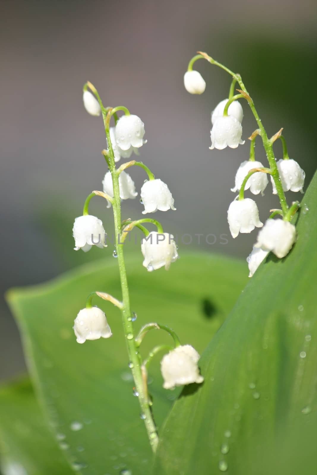 Lily of the valley by dedmorozz