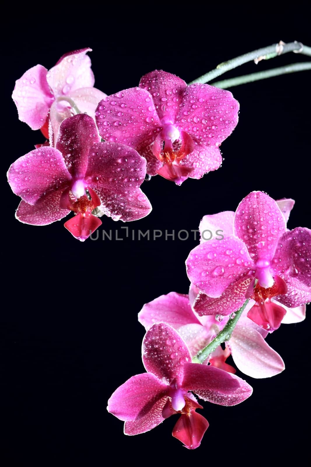 Beautiful orchid in a flowerpot at the dark background