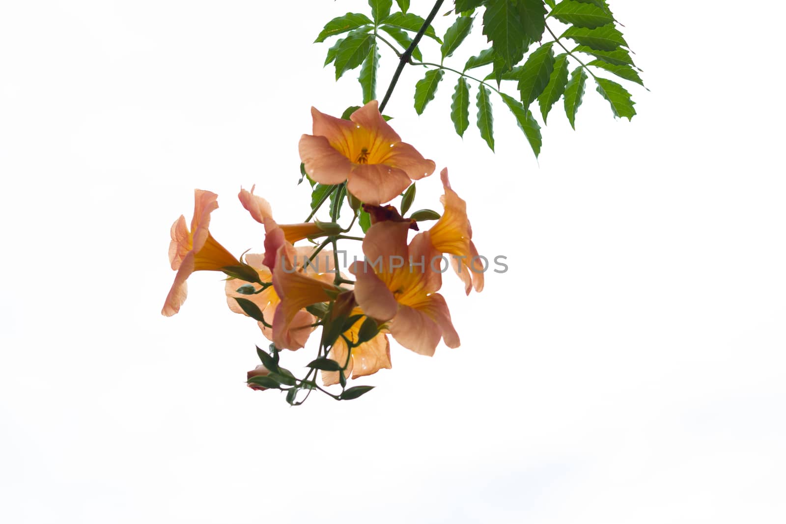 Orange flower with green leaves isolated white