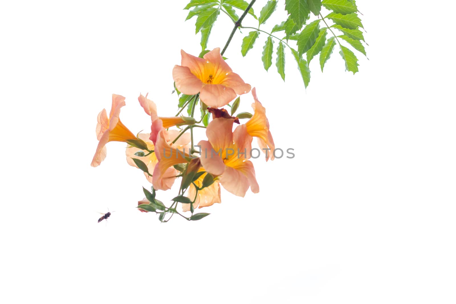 Orange flower with green leaves isolated white