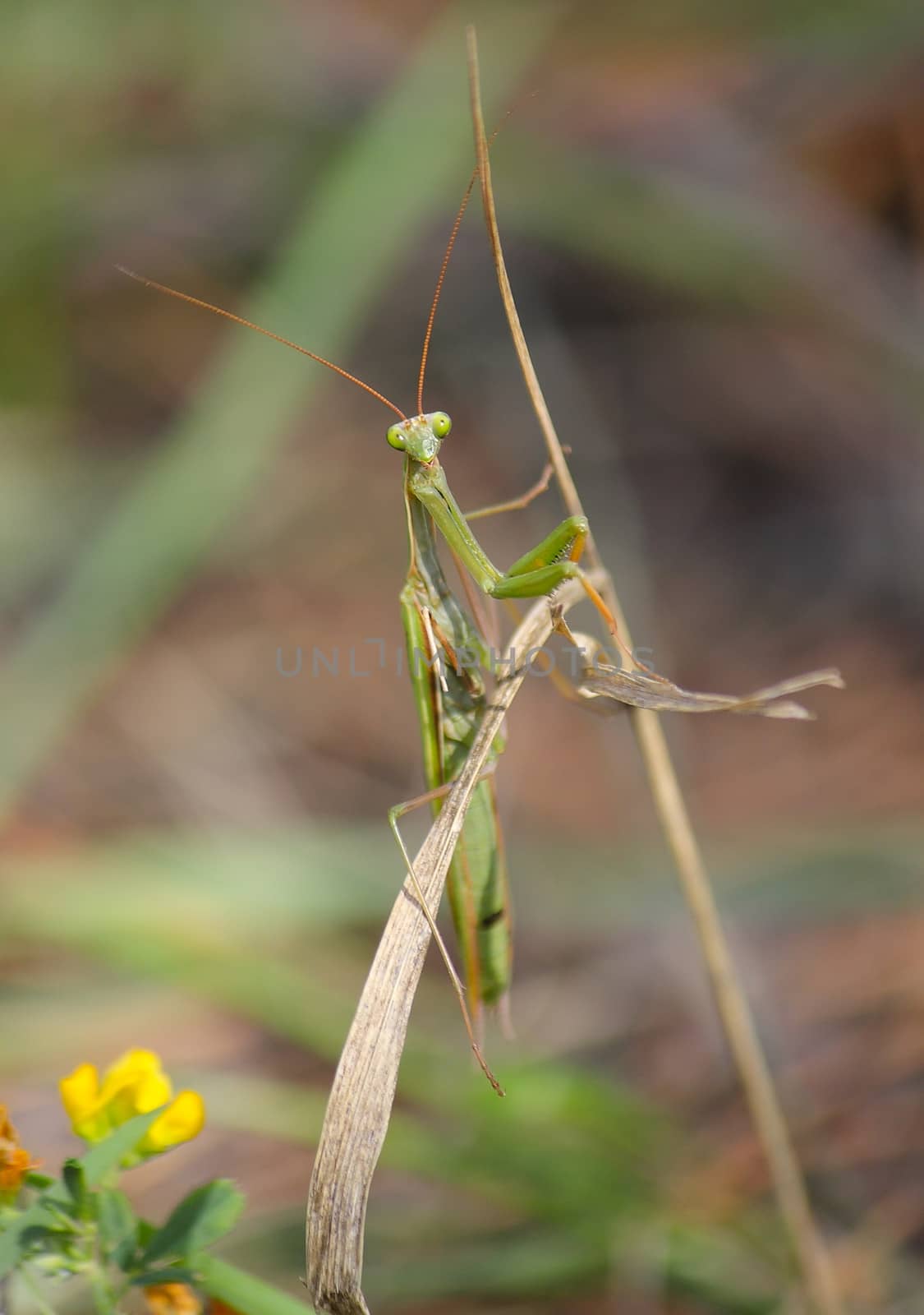 Mantis sitting on the leaf and looking