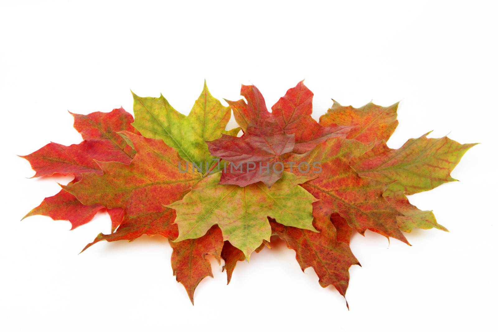 Autumn leaves isolated with white background 