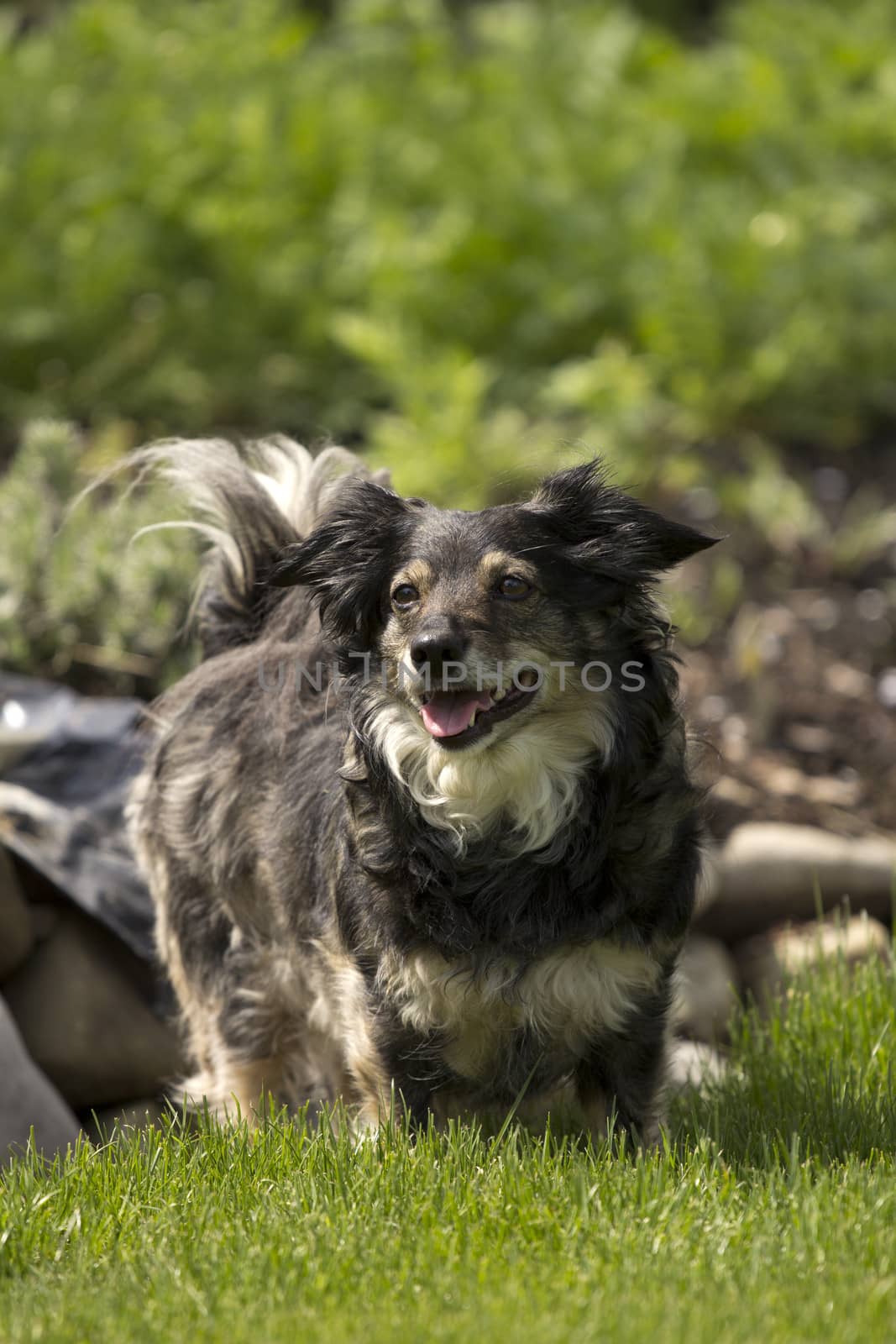 mixed breed dog in a park with green grass and bushes 
