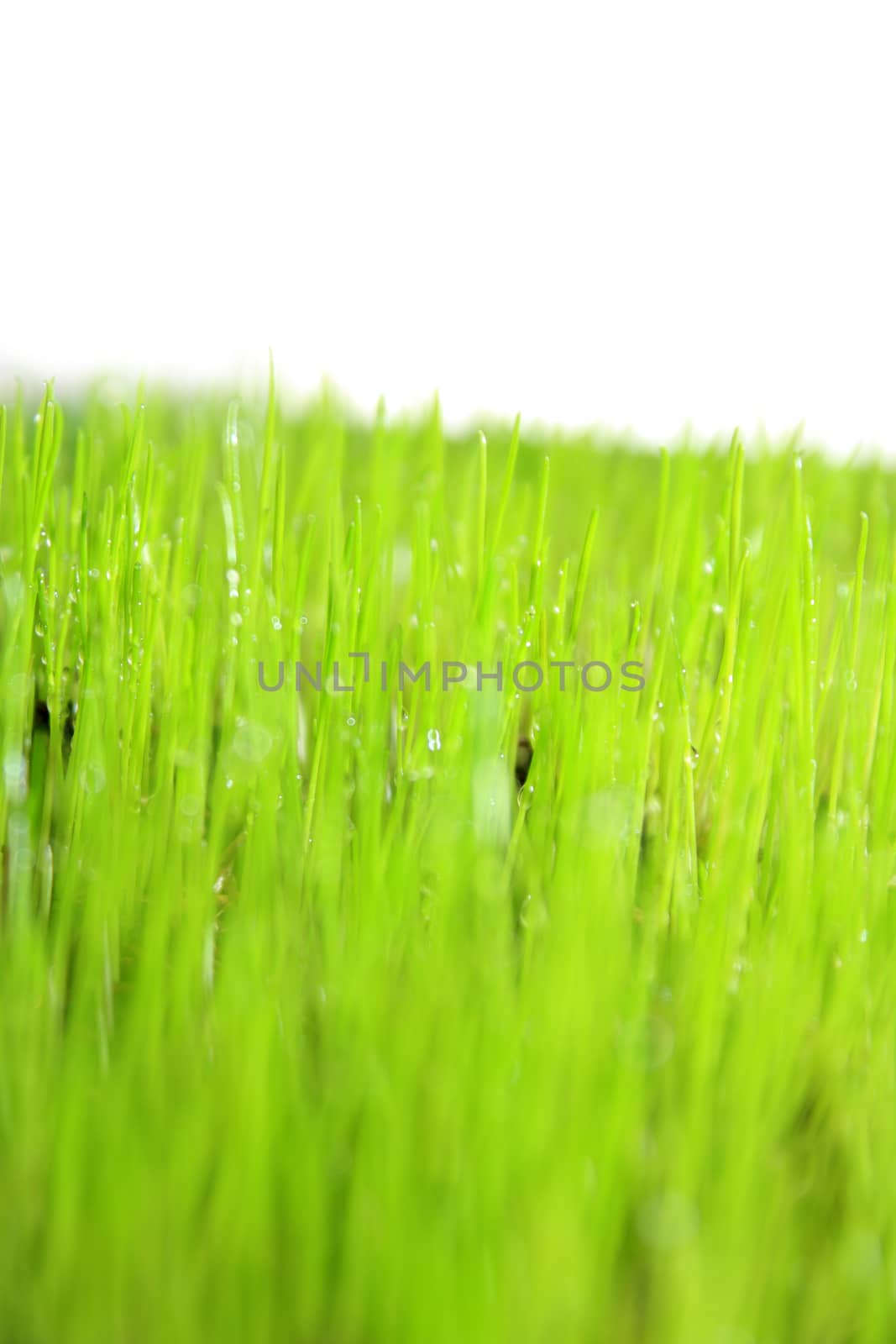 green grass with white background 