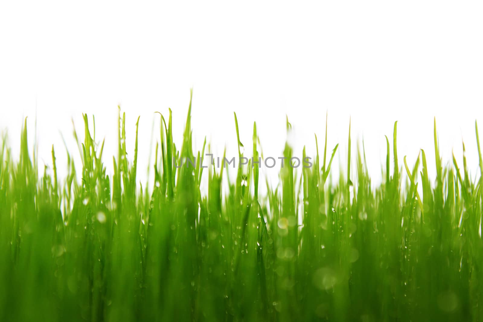green grass with white background 