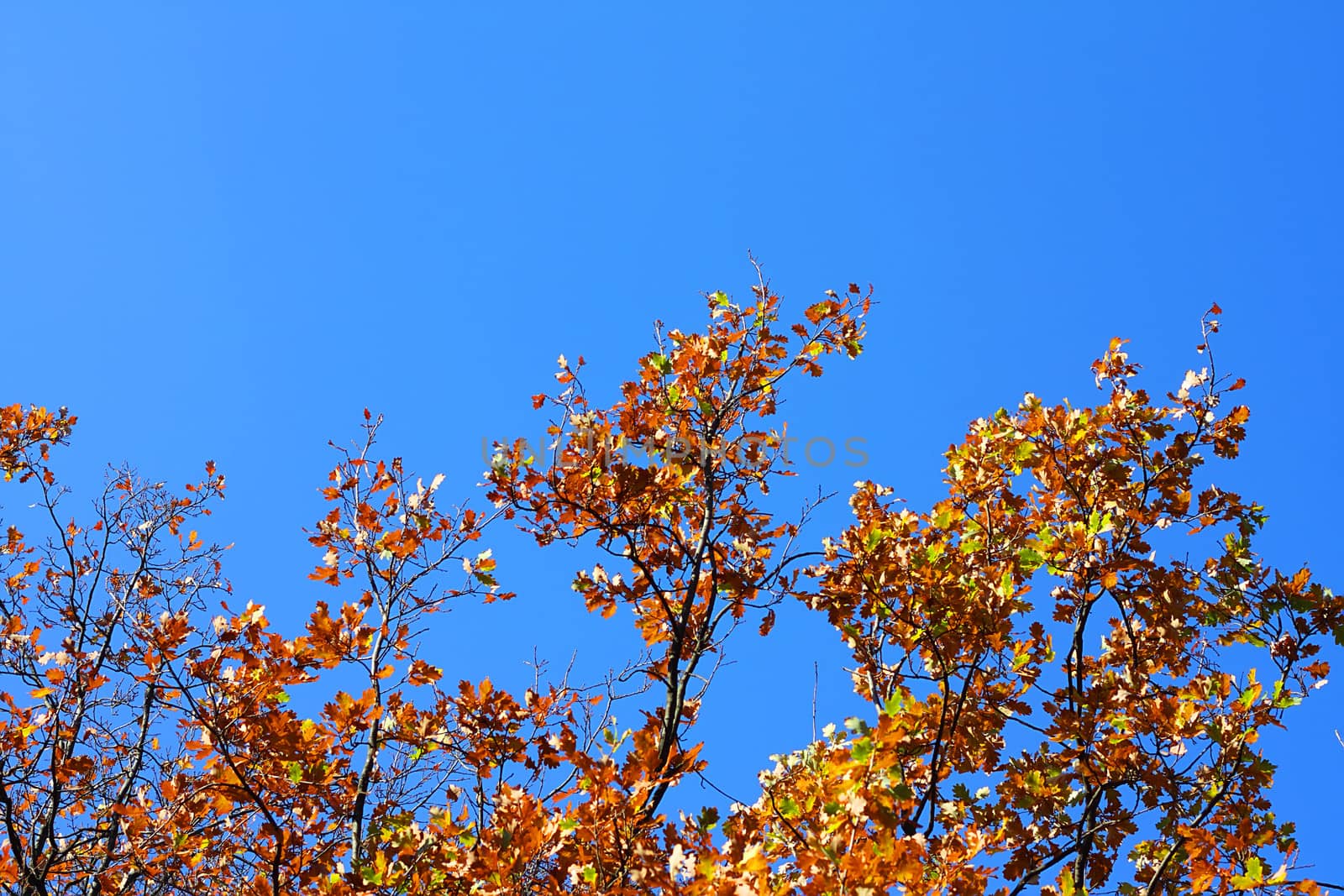 Yellow leafs on an oak and clear blue sky by dedmorozz