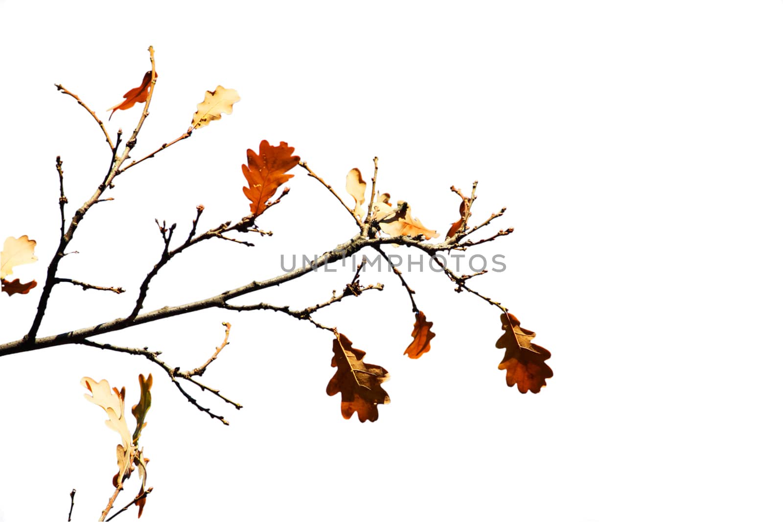 Some oak leafs on treeisolated on the white