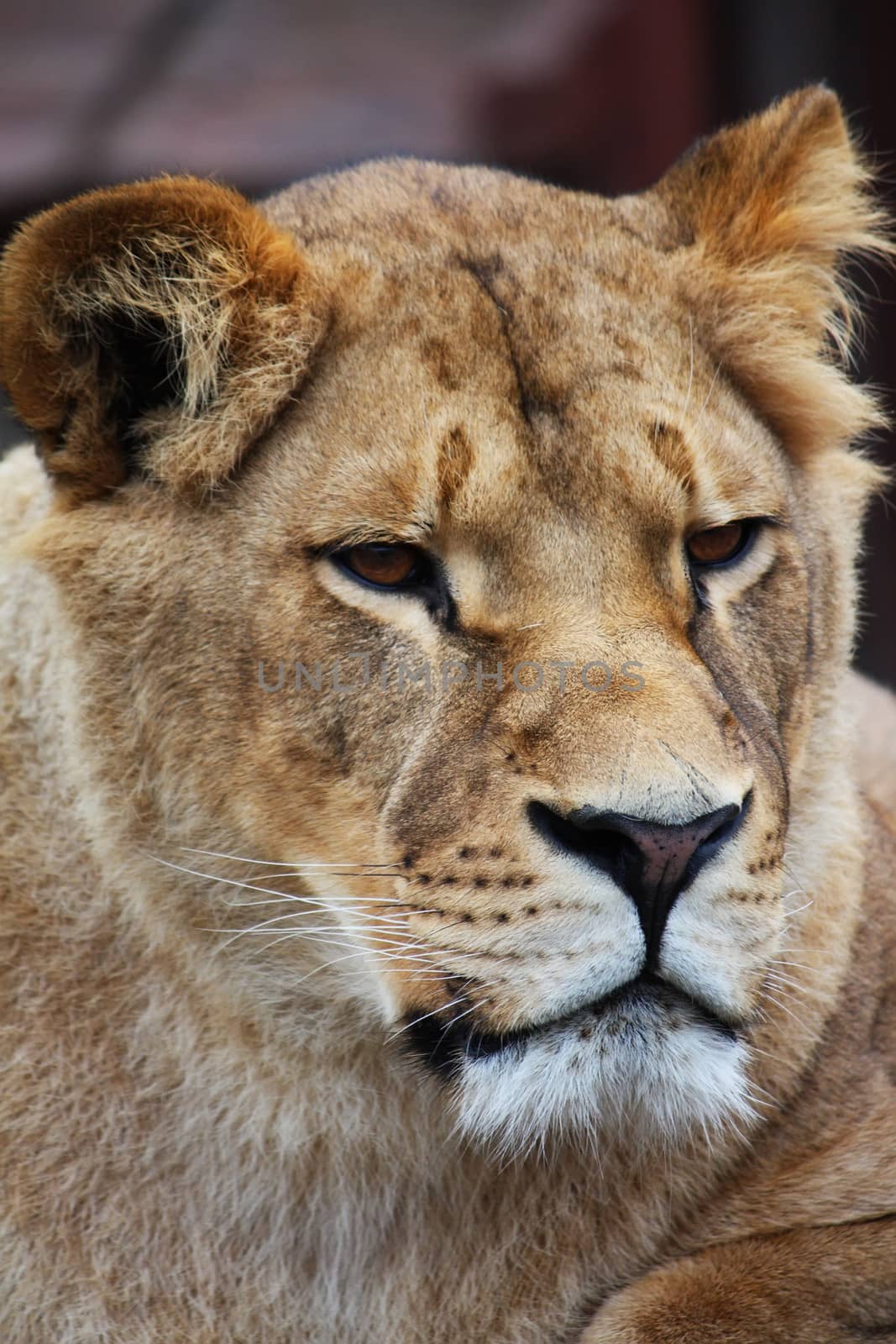 Lioness portrait by dedmorozz