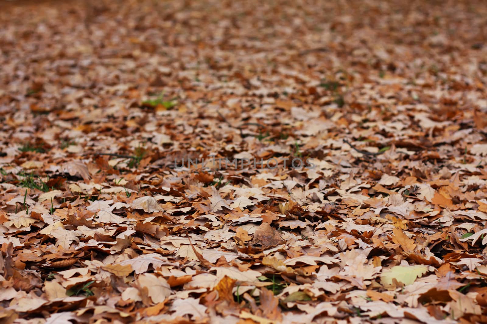 A lot of oak's leafs in a autumn park