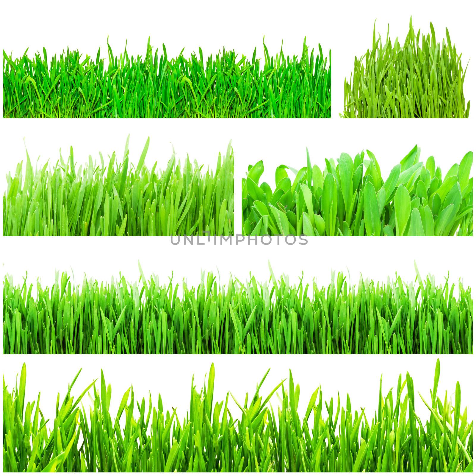 Fresh green grass isolated on white background