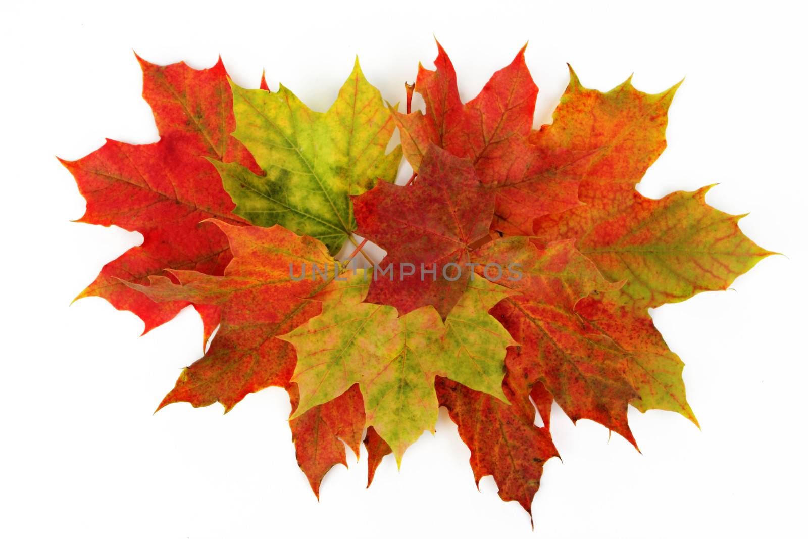 Autumn leaves isolated with white background 