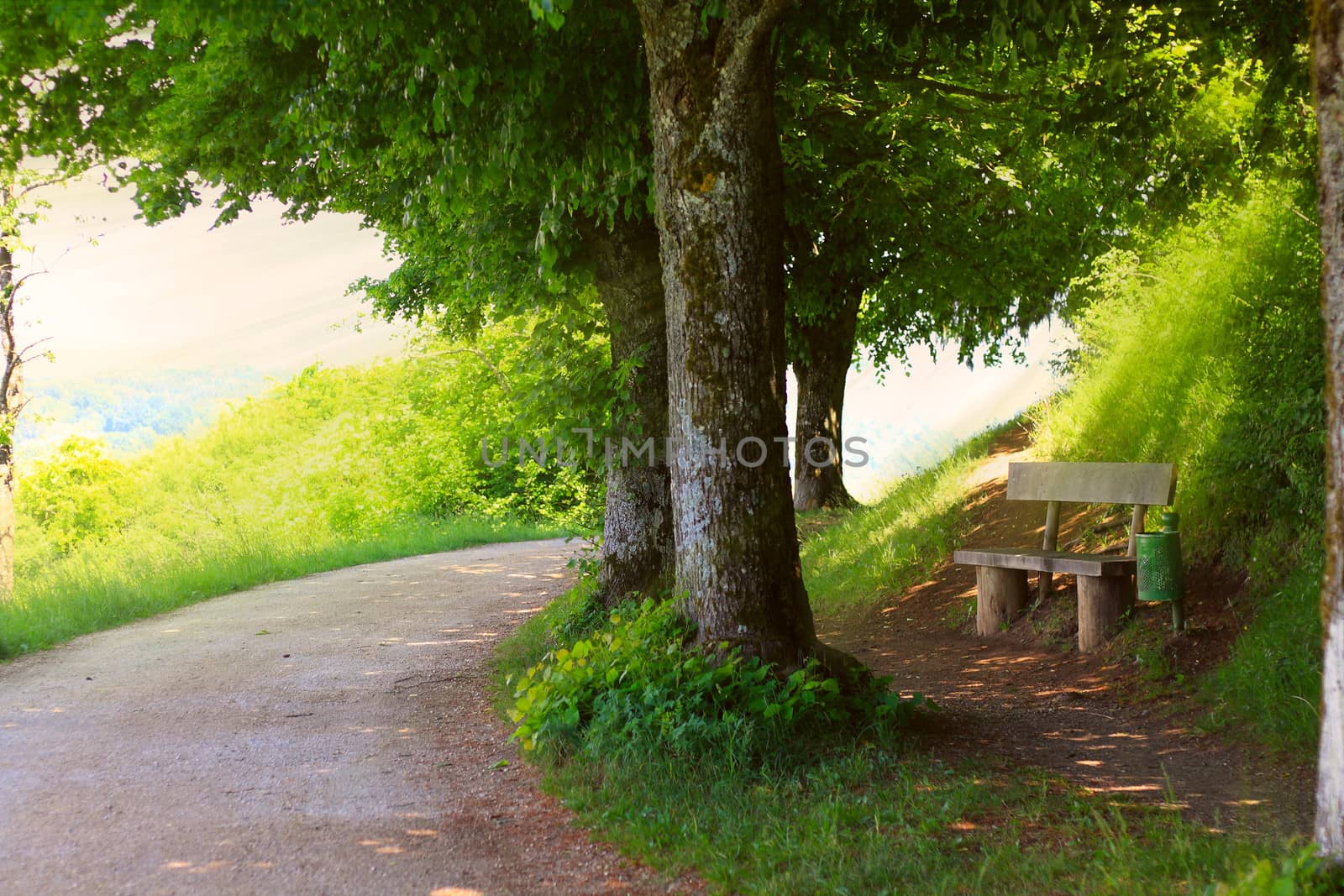 way through the mountains with a bench under the trees 