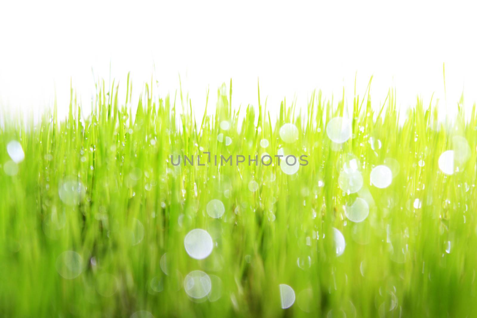 Fresh green grass with water drops and white background