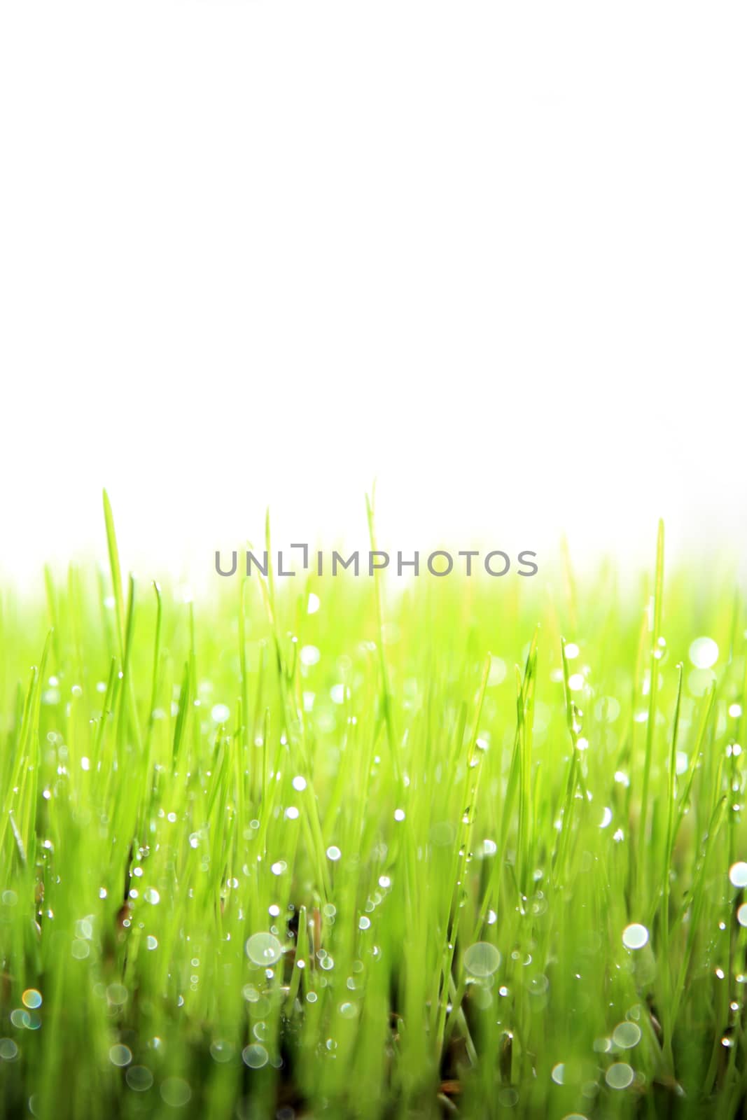 Fresh green grass with water drops and white background 