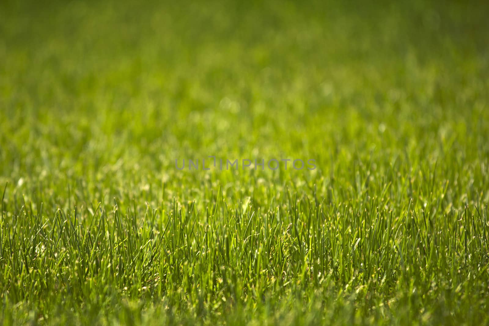 fresh green meadow without weed as close 