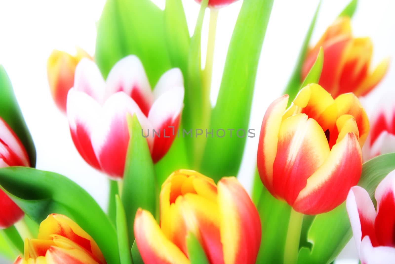 Flowers, Tulip by Tomjac1980