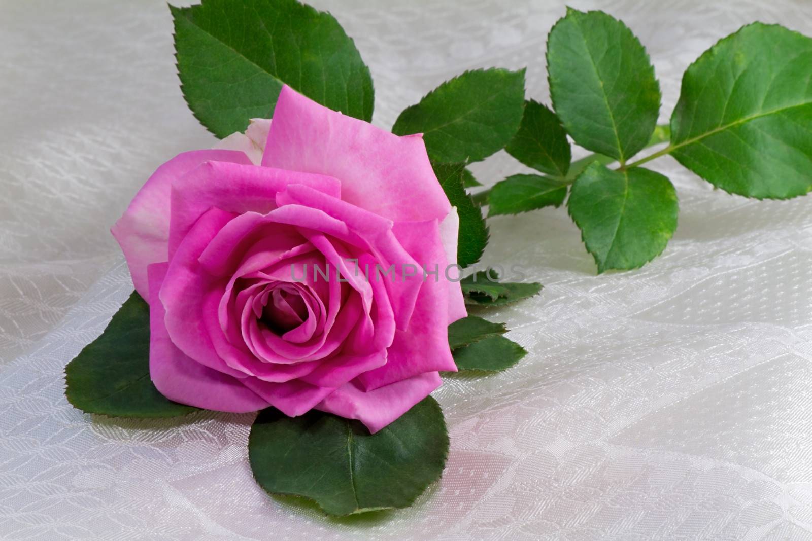 Big bright-pink rose garden with leaves lying on a white silk veil.