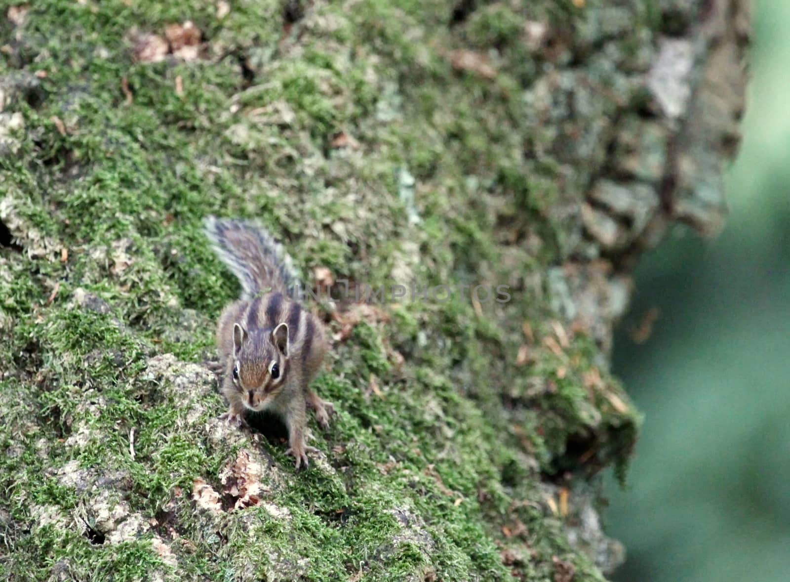 Chipmunk on the branch of a tree