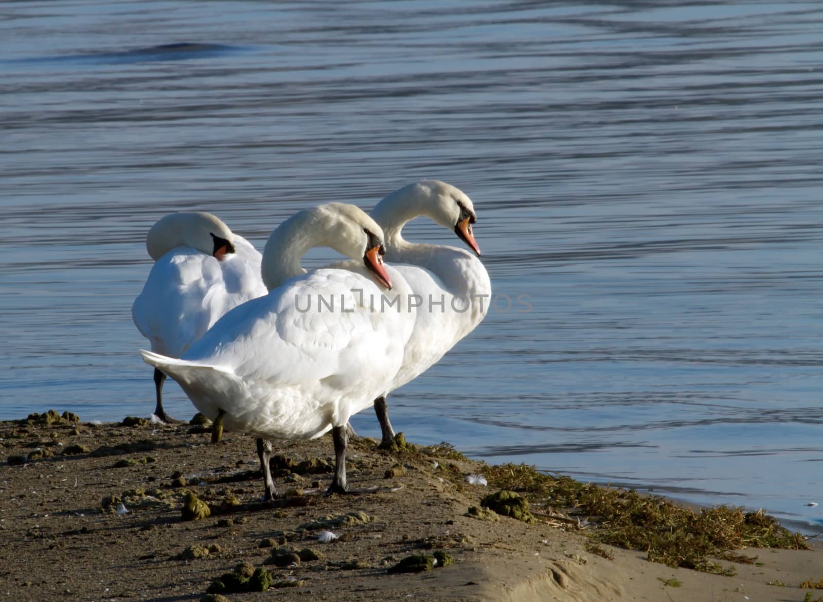 Three white swans standing close on ground and near the lake