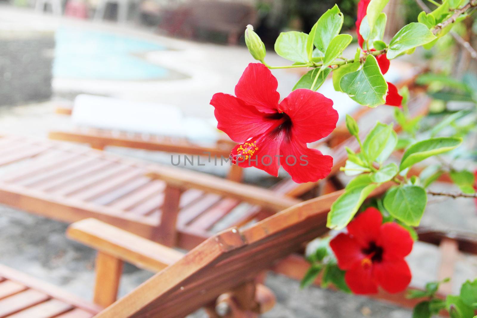 Hibiscus flower blossom growing on tourist resort close-up
