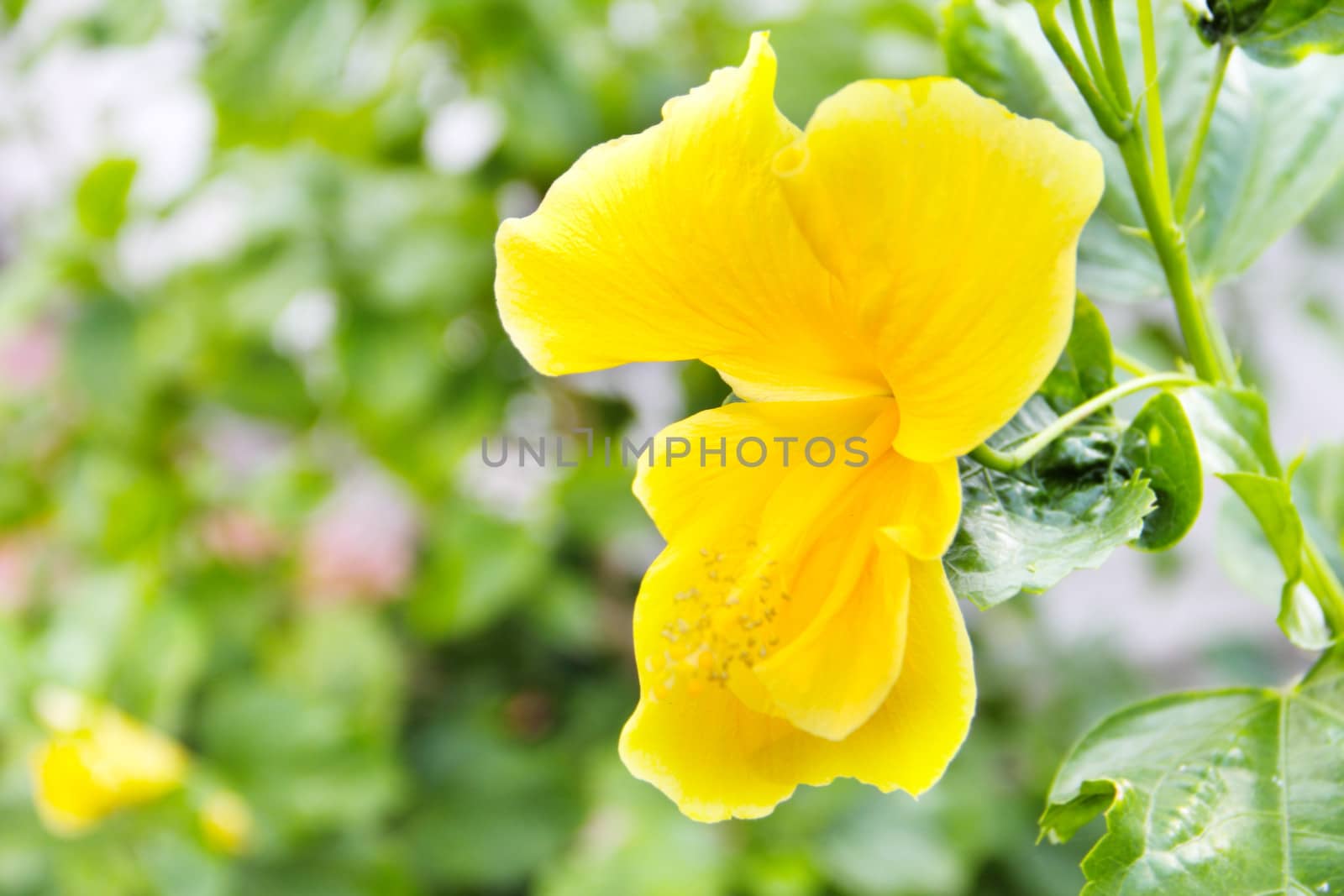 Yellow hibiscus tropical flower outdoors in garden