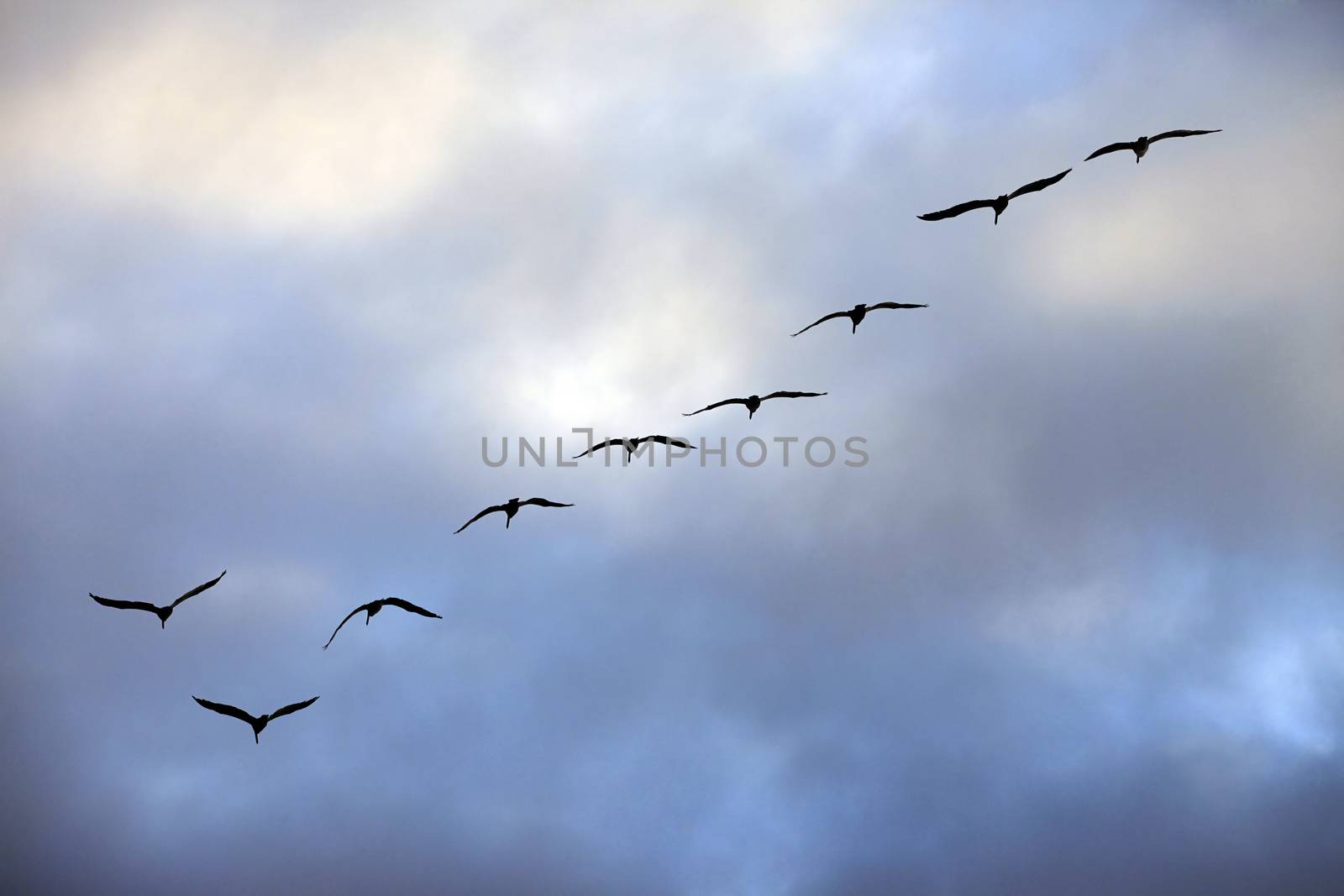 Flying group of seagulls in a blue sky