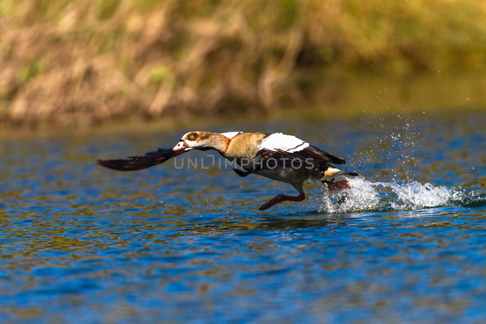 Geese Bird Flight Run Water by ChrisVanLennepPhoto