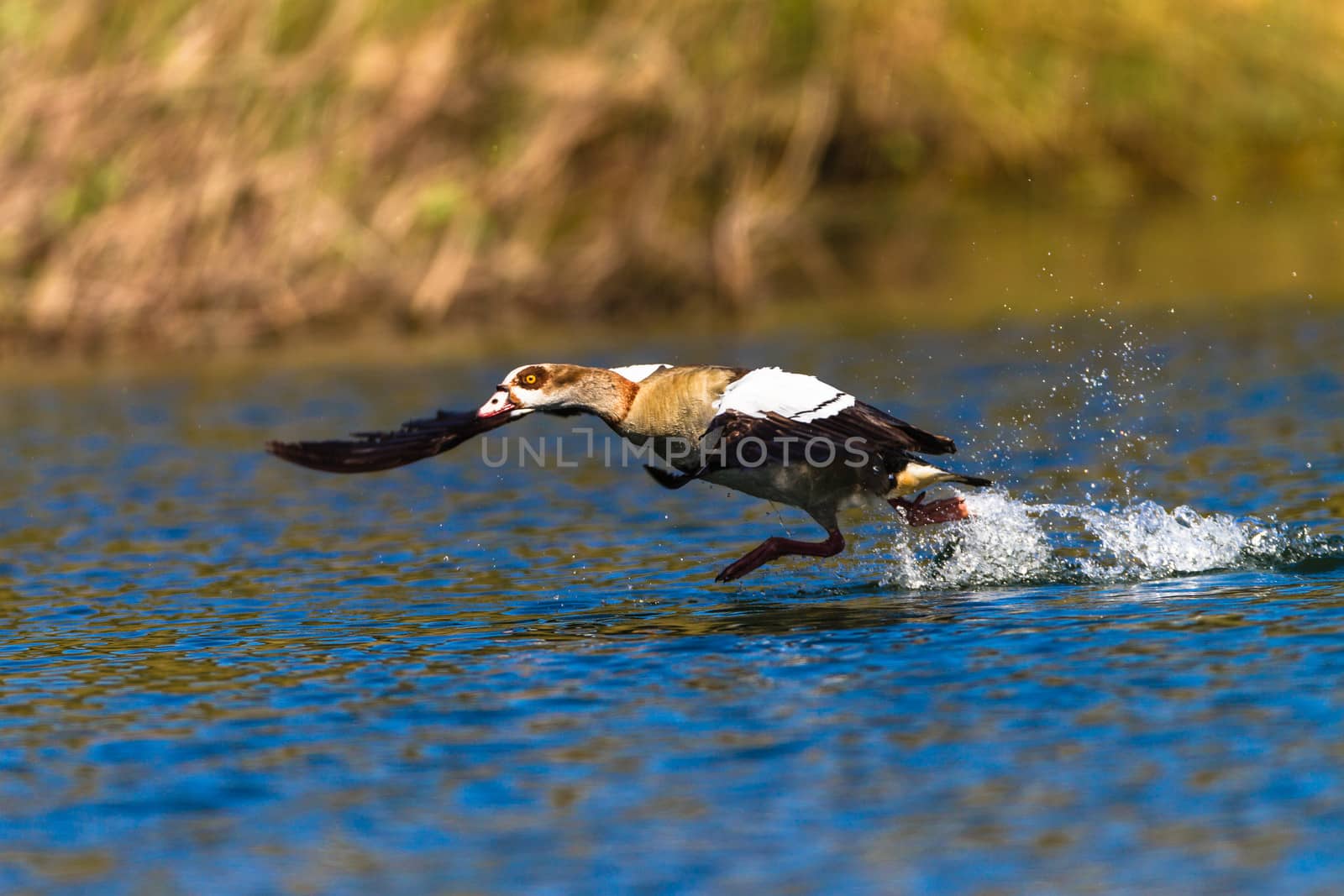 Geese bird take-off run on the water for flight.