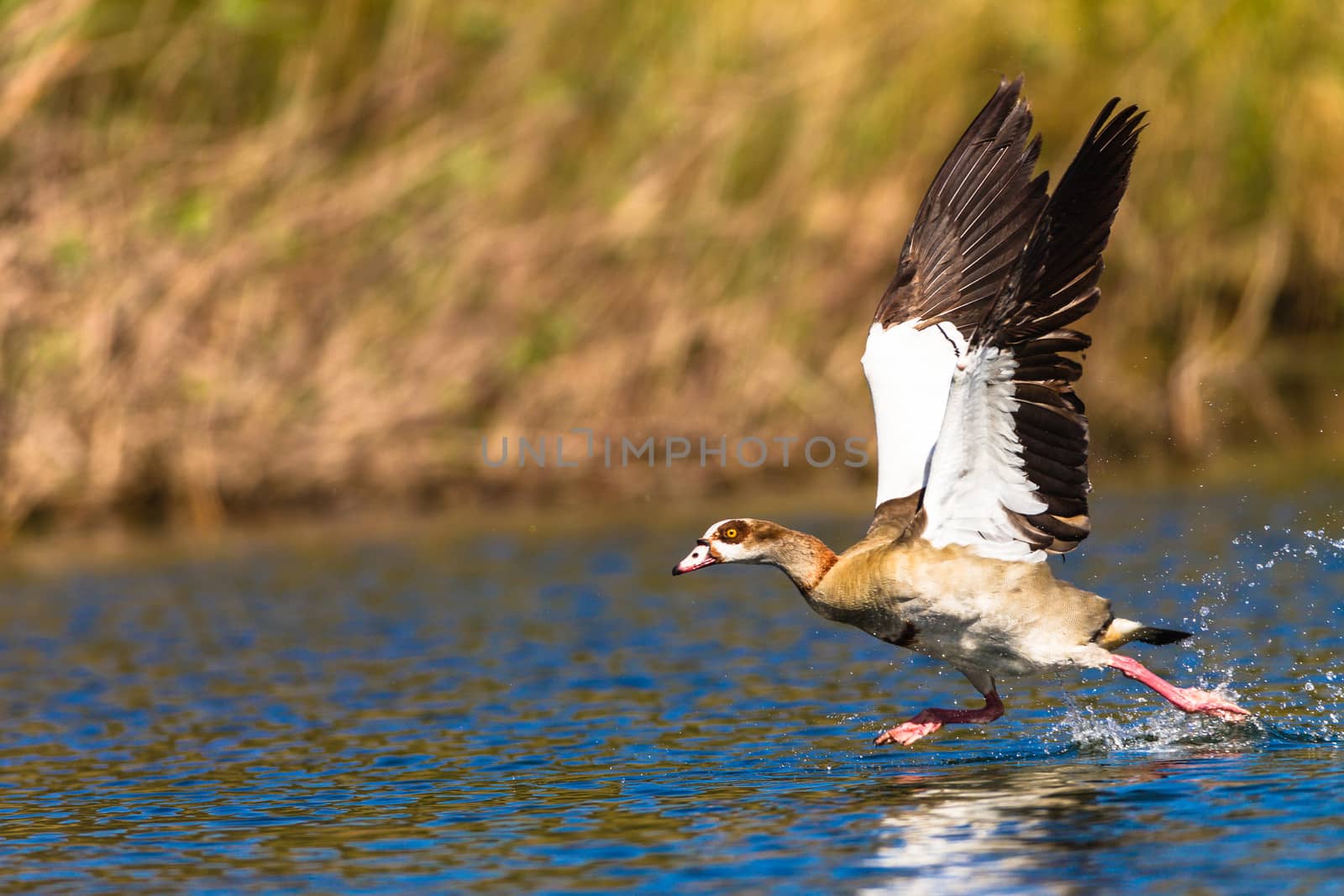 Geese bird take-off run on the water for flight.