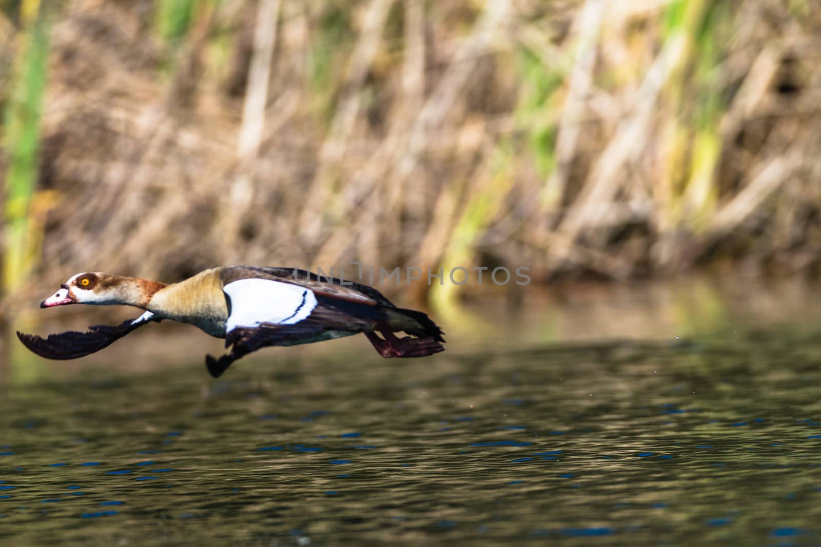 Egyptian Geese bird take-off run on the water for flight.