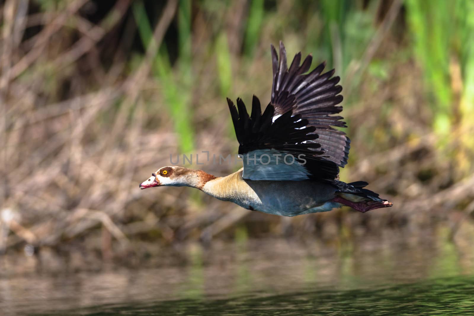 Geese Bird Wings Lift-Off Water by ChrisVanLennepPhoto