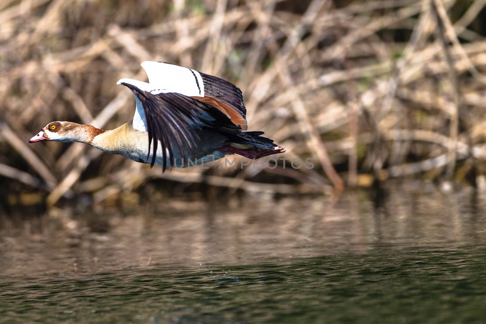 Geese Bird Take-off Flight Water by ChrisVanLennepPhoto