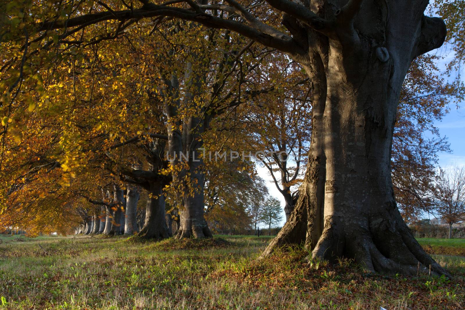 Trees lining the road to Blanford and Wimborne in Dorset